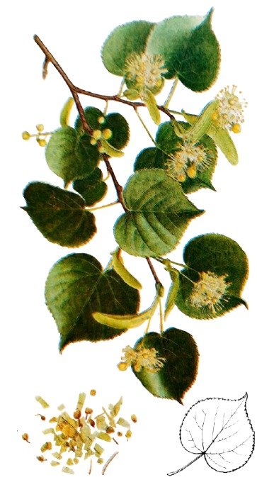 Tilleul à feuilles cordées